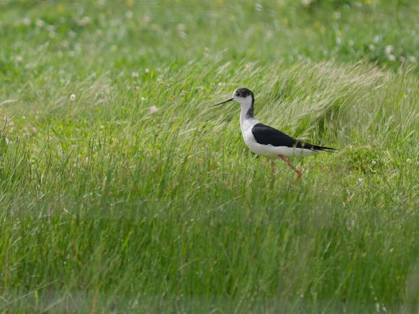 <h3><a href="/trips/extramadura/biota/animalia/chordata/aves/024 charadriiformes/008 recurvirostridae/himantopus himantopus/himantopus himantopus-nl.html">Himantopus&nbsp;himantopus</a> / Black‑winged&nbsp;stilt / Steltkluut</h3>OM-1 Mark II met OLYMPUS M.150-400mm F4.5, 1/2000 sec  bij F4.5, ISO 400, afstand 58.1&nbsp;m